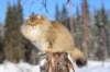 img_5957_small.jpg