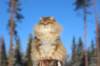 img_6131_small.jpg