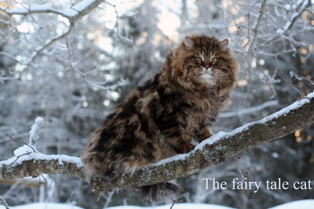 thefairytalecat2.jpg