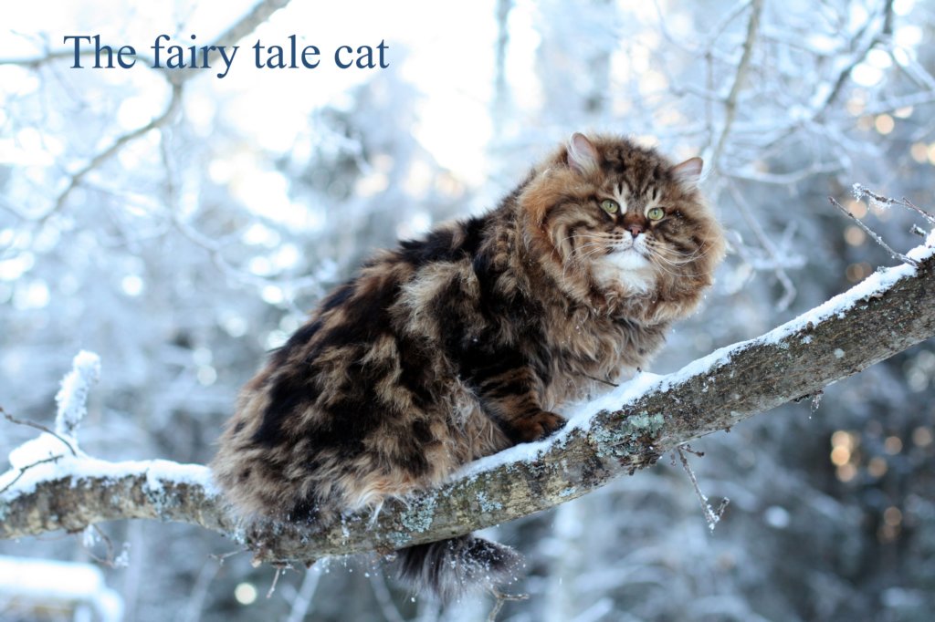 thefairytalecat3.jpg
