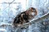 thefairytalecat3_small.jpg
