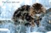 thefairytalecat4_small.jpg
