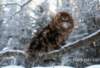 thefairytalecat5_small.jpg