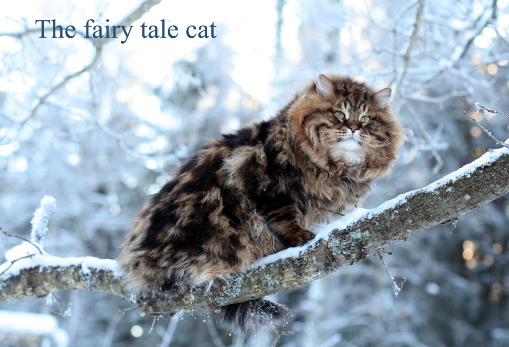 thefairytalecat6.jpg