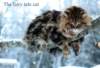 thefairytalecat7_small.jpg