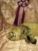 scsiestadreamecarupitagothersupremechampiontitleintheturkucatshow283200910_small.jpg