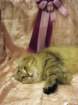 scsiestadreamecarupitagothersupremechampiontitleintheturkucatshow283200911_small.jpg