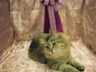 scsiestadreamecarupitagothersupremechampiontitleintheturkucatshow283200912_small.jpg