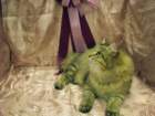 scsiestadreamecarupitagothersupremechampiontitleintheturkucatshow283200913_small.jpg