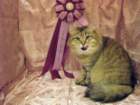 scsiestadreamecarupitagothersupremechampiontitleintheturkucatshow283200916_small.jpg