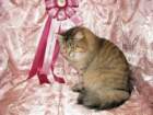 scsiestadreamecarupitagothersupremechampiontitleintheturkucatshow283200917_small.jpg