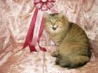 scsiestadreamecarupitagothersupremechampiontitleintheturkucatshow283200918_small.jpg