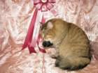 scsiestadreamecarupitagothersupremechampiontitleintheturkucatshow283200919_small.jpg