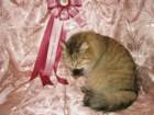 scsiestadreamecarupitagothersupremechampiontitleintheturkucatshow283200920_small.jpg
