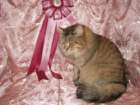 scsiestadreamecarupitagothersupremechampiontitleintheturkucatshow283200921_small.jpg