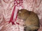 scsiestadreamecarupitagothersupremechampiontitleintheturkucatshow283200922_small.jpg