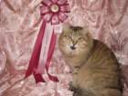 scsiestadreamecarupitagothersupremechampiontitleintheturkucatshow283200923_small.jpg