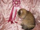 scsiestadreamecarupitagothersupremechampiontitleintheturkucatshow283200924_small.jpg