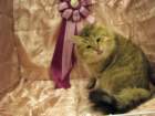 scsiestadreamecarupitagothersupremechampiontitleintheturkucatshow28320092_small.jpg