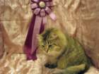 scsiestadreamecarupitagothersupremechampiontitleintheturkucatshow28320093_small.jpg