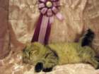 scsiestadreamecarupitagothersupremechampiontitleintheturkucatshow28320094_small.jpg