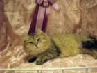 scsiestadreamecarupitagothersupremechampiontitleintheturkucatshow28320095_small.jpg