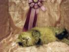scsiestadreamecarupitagothersupremechampiontitleintheturkucatshow28320096_small.jpg