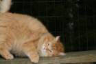 gicamurindanieliiiparasaikuinen2008suomensiperiankissatrygicamurindanielthirdbestadult2008siberiancatcluboffinland6_small.jpg