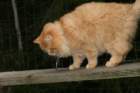 gicamurindanieliiiparasaikuinen2008suomensiperiankissatrygicamurindanielthirdbestadult2008siberiancatcluboffinland8_small.jpg