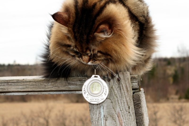 gicamurinesrasuomensiperiankissatparasnuorijaiiparasaikuinen2008gicamurinesrabestsiberiancatyoungfor2008andsecondbestadultsiberiancatcluboffinland10.jpg