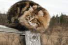 gicamurinesrasuomensiperiankissatparasnuorijaiiparasaikuinen2008gicamurinesrabestsiberiancatyoungfor2008andsecondbestadultsiberiancatcluboffinland13_small.jpg