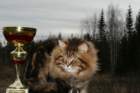 gicamurinesrasuomensiperiankissatparasnuorijaiiparasaikuinen2008gicamurinesrabestsiberiancatyoungfor2008andsecondbestadultsiberiancatcluboffinland16_small.jpg