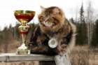 gicamurinesrasuomensiperiankissatparasnuorijaiiparasaikuinen2008gicamurinesrabestsiberiancatyoungfor2008andsecondbestadultsiberiancatcluboffinland17_small.jpg
