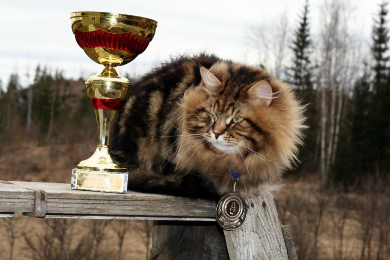 gicamurinesrasuomensiperiankissatparasnuorijaiiparasaikuinen2008gicamurinesrabestsiberiancatyoungfor2008andsecondbestadultsiberiancatcluboffinland18.jpg