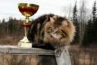 gicamurinesrasuomensiperiankissatparasnuorijaiiparasaikuinen2008gicamurinesrabestsiberiancatyoungfor2008andsecondbestadultsiberiancatcluboffinland18_small.jpg