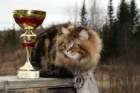 gicamurinesrasuomensiperiankissatparasnuorijaiiparasaikuinen2008gicamurinesrabestsiberiancatyoungfor2008andsecondbestadultsiberiancatcluboffinland19_small.jpg