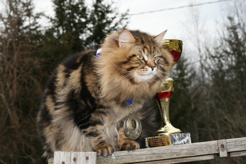 gicamurinesrasuomensiperiankissatparasnuorijaiiparasaikuinen2008gicamurinesrabestsiberiancatyoungfor2008andsecondbestadultsiberiancatcluboffinland20.jpg