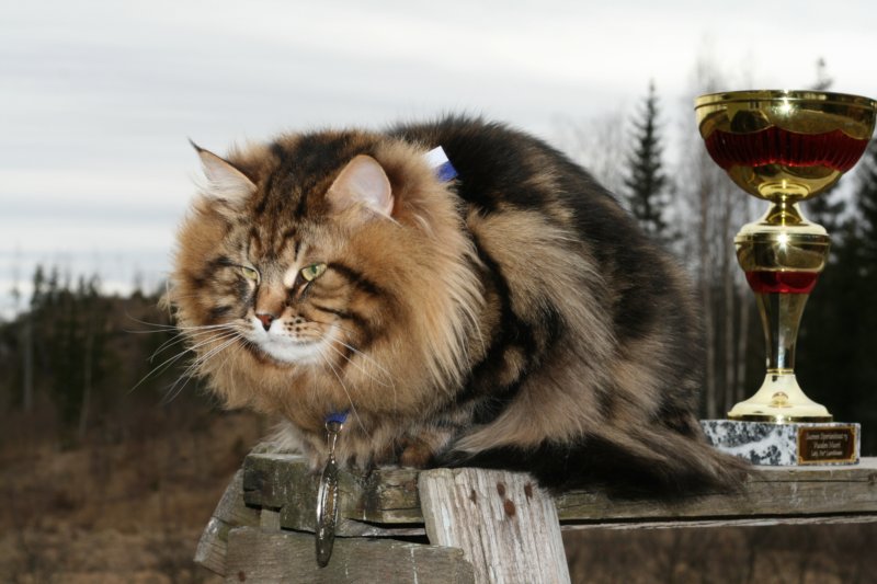 gicamurinesrasuomensiperiankissatparasnuorijaiiparasaikuinen2008gicamurinesrabestsiberiancatyoungfor2008andsecondbestadultsiberiancatcluboffinland23.jpg