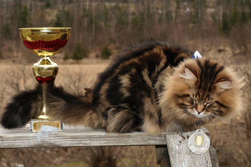gicamurinesrasuomensiperiankissatparasnuorijaiiparasaikuinen2008gicamurinesrabestsiberiancatyoungfor2008andsecondbestadultsiberiancatcluboffinland6.jpg