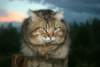 Photo Number 13
