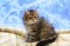 img_4933_small.jpg