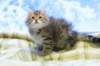 img_4937_small.jpg