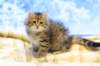 img_4939_small.jpg