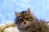 img_4947_small.jpg