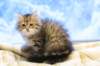 img_4949_small.jpg