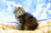 img_4951_small.jpg