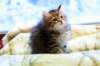 img_4954_small.jpg