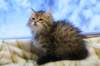 img_4965_small.jpg