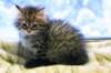 img_4966_small.jpg