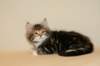 taddeusboysibn09226_small.jpg